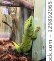 Colorful green gecko climbing on a wooden wall in a natural setting of a terrarium during daylight 129892065
