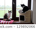 Two cats relax by the window in a cozy indoor setting during a rainy day 129892066