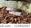 Colorful snake resting on wood chips in a terrarium, showcasing its patterns and textures while indoors under artificial lighting 129892067
