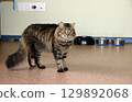 Tabby cat exploring a serene indoor space with food bowls nearby during a calm afternoon 129892068