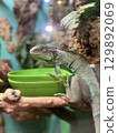 Iguana resting near a green water bowl in a vibrant terrarium filled with natural elements and dramatic lighting 129892069