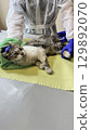 Veterinarian assists a cat wrapped in a towel during a check-up while wearing protective gloves in a clinic environment 129892070