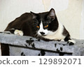 Black and white cat resting on a soft surface in a cozy indoor setting during the day 129892071