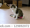 Cat with unique appearance rests on the floor of an animal shelter during a sunny afternoon in a warm environment filled with cardboard boxes 129892072