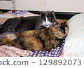 Cats resting peacefully on a cozy blanket in a warm indoor setting on a quiet afternoon 129892073