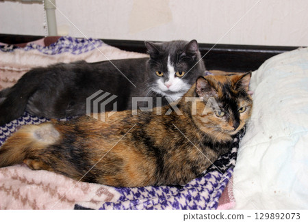 Cats resting peacefully on a cozy blanket in a warm indoor setting on a quiet afternoon 129892073