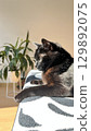 Cat relaxing on a couch in a sunlit room with a green plant in the background during the morning hours 129892075
