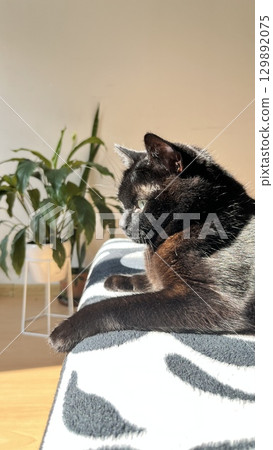 Cat relaxing on a couch in a sunlit room with a green plant in the background during the morning hours 129892075