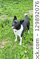 Happy black and white dog playing outdoors on a sunny day in a grassy field surrounded by vibrant greenery 129892076