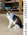 A beautiful triflower cat with an unusual color in an animal shelter, sitting on the floor and looking directly at the camera. Animal care, pets and the topic of homeless animals 129892077
