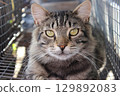 Classic tabby house cat, Looking towards camera. Beautiful tabby gray cat with big eyes resting outdoors, shelter for homeless animals, cat rescue center. 129892083