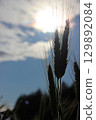 Close-up of ripe wheat ear swaying gently in the breeze during late summer on a farm 129892084