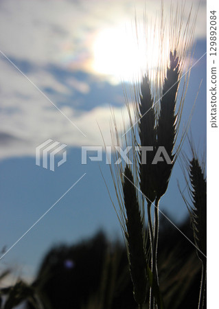 Close-up of ripe wheat ear swaying gently in the breeze during late summer on a farm 129892084