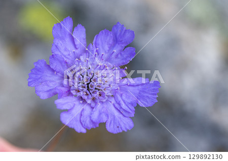 Mountain pale blue flower of scabiosa 129892130