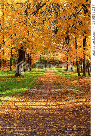 Autumn park in October on a sunny day, path with red maple leaves and oaks, background. Beautiful bright natural landscape in the park, seasons, golden autumn season, invitation to walk, selective Autumn park in October on a sunny day, path with red maple leaves and oaks, background. Beautiful bright natural landscape in the park, seasons, golden autumn season, invitation to walk, selective 129892237