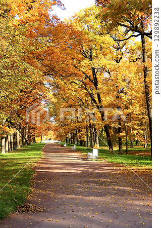 Autumn park in October on a sunny day, path with red maple leaves and oaks, background. Beautiful bright natural landscape in the park, seasons, golden autumn season, invitation to walk, selective Autumn park in October on a sunny day, path with red maple leaves and oaks, background. Beautiful bright natural landscape in the park, seasons, golden autumn season, invitation to walk, selective 129892238