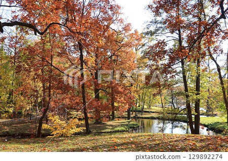 Autumn park in October on a sunny day, lake with red maple leaves and oaks, background. Beautiful bright natural landscape in the park, seasons, golden autumn season, invitation to walk, selective foc Autumn park in October on a sunny day, lake with red maple leaves and oaks, background. Beautiful bright natural landscape in the park, seasons, golden autumn season, invitation to walk, selective foc 129892274