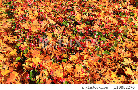 Background of golden maple and oak leaves with selective focus, abstract autumn banner for screen, gadget screensaver, advertising for walks in the park, seasonal seasons. 129892276
