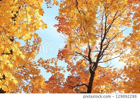 Autumn park in October on a sunny day, sky with red maple leaves and oak trees. Golden autumn season in Russia, background. Beautiful bright natural landscape in the park, seasons, invitation to a Autumn park in October on a sunny day, sky with red maple leaves and oak trees. Golden autumn season in Russia, background. Beautiful bright natural landscape in the park, seasons, invitation to a 129892298