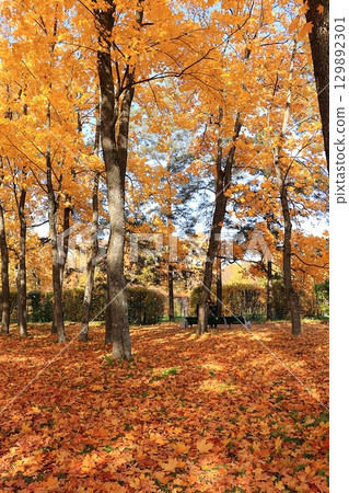 Autumn park in October on a sunny day, path with red maple leaves and oaks, background. Beautiful bright natural landscape in the park, seasons, golden autumn season, invitation to walk, selective 129892301