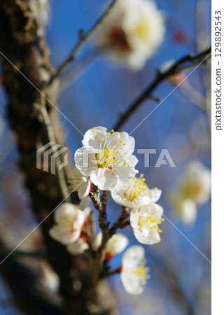 White plum blossoms "Yokkaichi Southern Hillside Park Plum Garden" 129892543