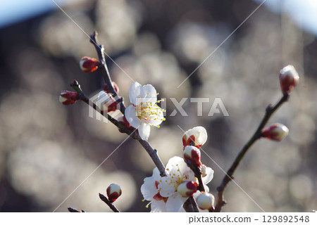 White plum blossoms "Yokkaichi Southern Hillside Park Plum Garden" 129892548