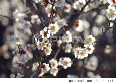 White plum blossoms "Yokkaichi Southern Hillside Park Plum Garden" 129892551