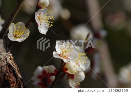 White plum blossoms "Yokkaichi Southern Hillside Park Plum Garden" White plum blossoms "Yokkaichi Southern Hillside Park Plum Garden" 129892569