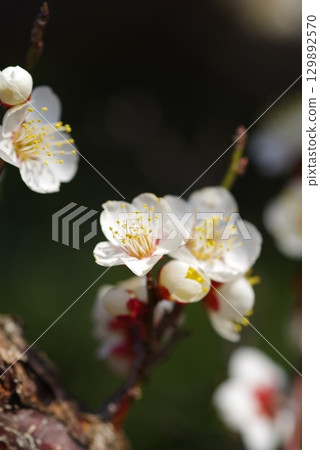 White plum blossoms "Yokkaichi Southern Hillside Park Plum Garden" White plum blossoms "Yokkaichi Southern Hillside Park Plum Garden" 129892570