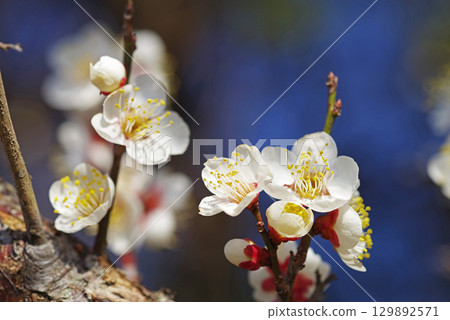 White plum blossoms "Yokkaichi Southern Hillside Park Plum Garden" White plum blossoms "Yokkaichi Southern Hillside Park Plum Garden" 129892571