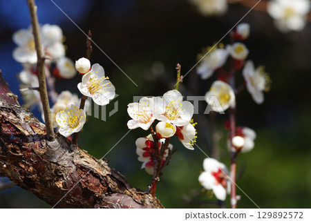 White plum blossoms "Yokkaichi Southern Hillside Park Plum Garden" 129892572