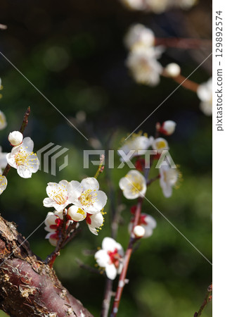 白梅“四日市南山公園梅園” 129892574