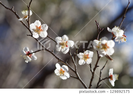 白梅“四日市南山公園梅園” 白梅“四日市南山公園梅園” 129892575