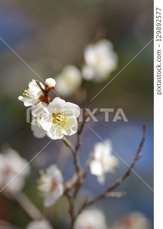 White plum blossoms "Yokkaichi Southern Hillside Park Plum Garden" White plum blossoms "Yokkaichi Southern Hillside Park Plum Garden" 129892577