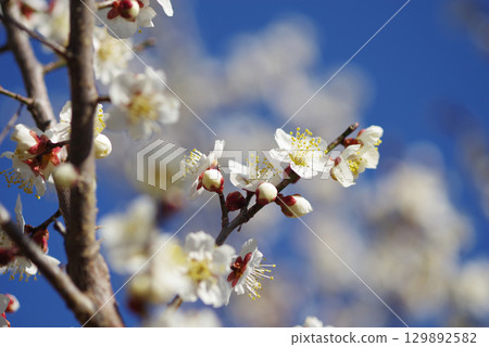 白梅“四日市南山公園梅園” 129892582