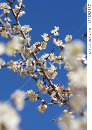 White plum blossoms "Yokkaichi Southern Hillside Park Plum Garden" 129892587