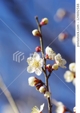 White plum blossoms "Yokkaichi Southern Hillside Park Plum Garden" 129892588
