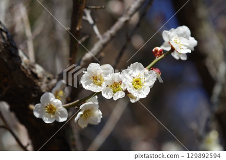White plum blossoms "Yokkaichi Southern Hillside Park Plum Garden" White plum blossoms "Yokkaichi Southern Hillside Park Plum Garden" 129892594