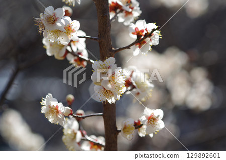 White plum blossoms "Yokkaichi Southern Hillside Park Plum Garden" 129892601