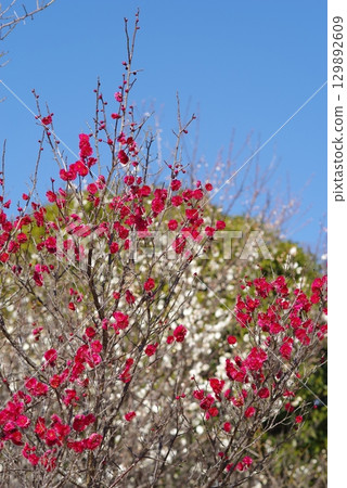 四日市南山公園梅園的紅白梅花 129892609