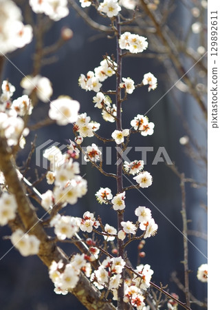 白梅“四日市南山公園梅園” 白梅“四日市南山公園梅園” 129892611