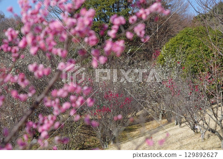 梅花“四日市南山公園梅園” 129892627