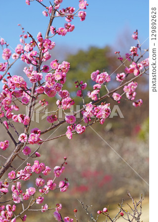 四日市南山公園梅園的紅梅花 四日市南山公園梅園的紅梅花 129892628