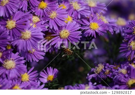 Close up of Flowers with a been carrying pollen Close up of Flowers with a been carrying pollen 129892817