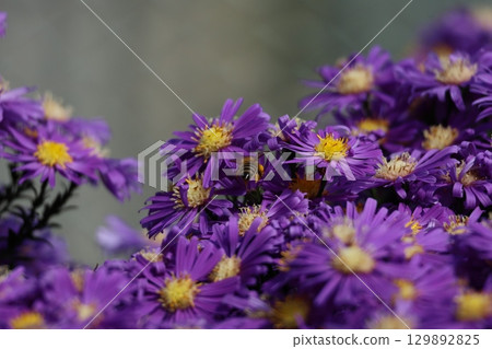 Close up of Flowers with a been carrying pollen Close up of Flowers with a been carrying pollen 129892825