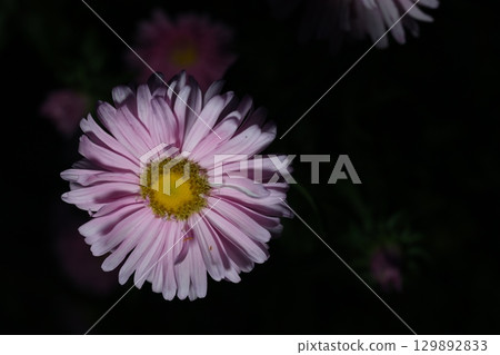 Close up shots of flowers with soft lighting Close up shots of flowers with soft lighting 129892833