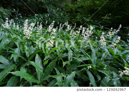 Flower of Yabu Miuga 129892967