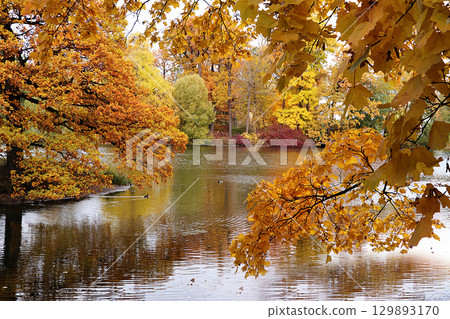 October autumn park in Russia, trees with yellow leaves and reflection in the lake, Alexander Park, Leningrad Region. Beautiful autumn landscape in the park, seasons, travel through beautiful forests 129893170