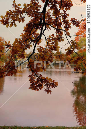 October autumn park in Russia, trees with yellow leaves and reflection in the lake, Alexander Park, Leningrad Region. Beautiful autumn landscape in the park, seasons, travel through beautiful forests 129893172