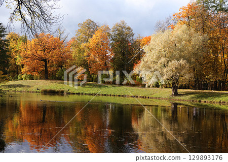 October autumn park in Russia, trees with yellow leaves and reflection in the lake, Alexander Park, Leningrad Region. Beautiful autumn landscape in the park, seasons, travel through beautiful forests October autumn park in Russia, trees with yellow leaves and reflection in the lake, Alexander Park, Leningrad Region. Beautiful autumn landscape in the park, seasons, travel through beautiful forests 129893176